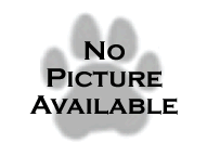 SNAPS ® Bull Terrier Collar 60cm  Red Or Black